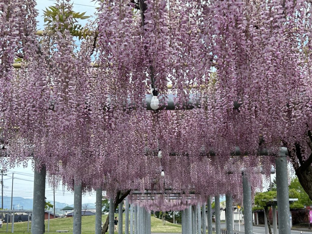 ふじの花まつり