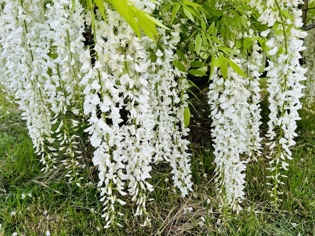 ふじの花まつり